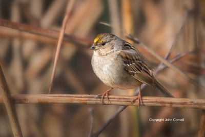 Golden-crowned-Sparrow;One;Sparrow;Zonotrichia-atricapilla;avifauna;bird;birds;c